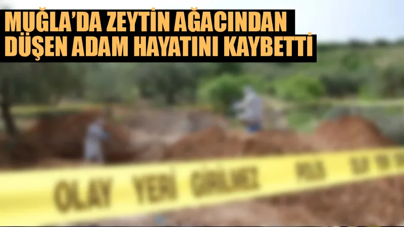 Yatağan’da zeytin hasadı sırasında dalın kırılması sonucu ağaçtan düşen Şerafettin