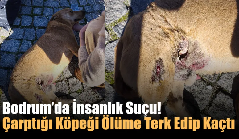 Bodrum’da otomobilin çarpıp durmadan yoluna devam ettiği köpek ağır yaralanırken,