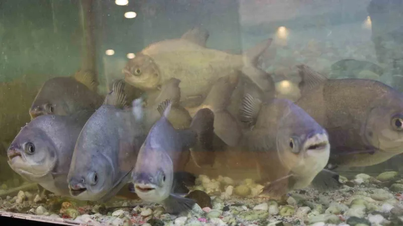 Diyarbakır'da 76 yıllık bir lokantanın işletmecisi, oğlundan kalan 8 adet