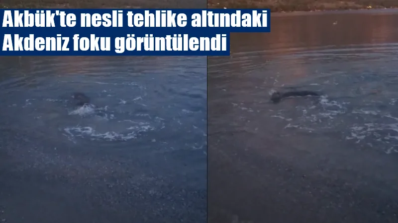 Muğla'nın Akbük Koyu'nda kıyıya kadar gelerek avlanan yetişkin bir Akdeniz