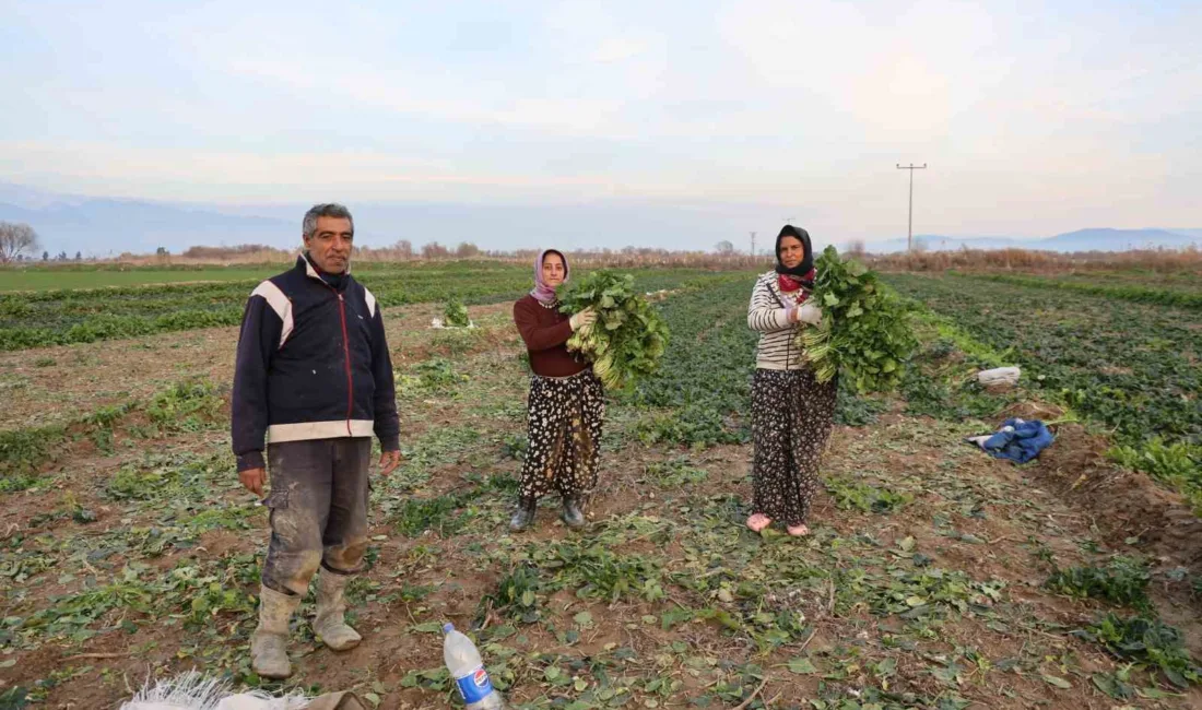 Aydın’da etkili olan kırağı ve don olayları sebze verimini yarı