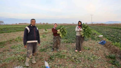 Aydın’da etkili olan kırağı ve don olayları sebze verimini yarı
