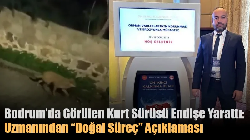 Bodrum’da gece saatlerinde kurt sürüsünün yerleşim alanlarına indiğini gösteren görüntüler