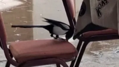 Erzincan’ın Çağlayan beldesinde kış şartları nedeniyle yiyecek bulmakta zorlanan bir