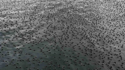 İstanbul'da üreme dönemine giren karabataklar, tüylerindeki renk değişimiyle dikkat çekti.