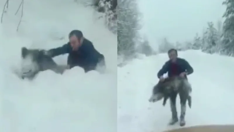 Sinop'un Erfelek ilçesinde, Şenel Yılmaz yaban domuzu yavrusunu yakaladığı gerekçesiyle