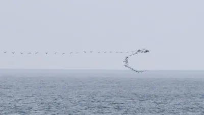 Artvin'in Hopa ilçesi açıklarında karabatak sürülerinin göç yolculuğu sırasında deniz