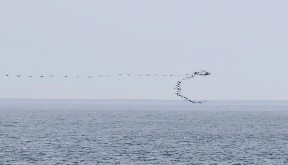 Artvin'in Hopa ilçesi açıklarında karabatak sürülerinin göç yolculuğu sırasında deniz
