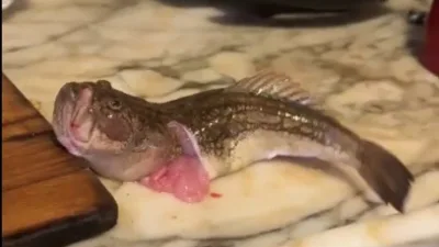 İzmir’de temizlenip iç organları alındıktan saatler sonra bile tezgahta ve