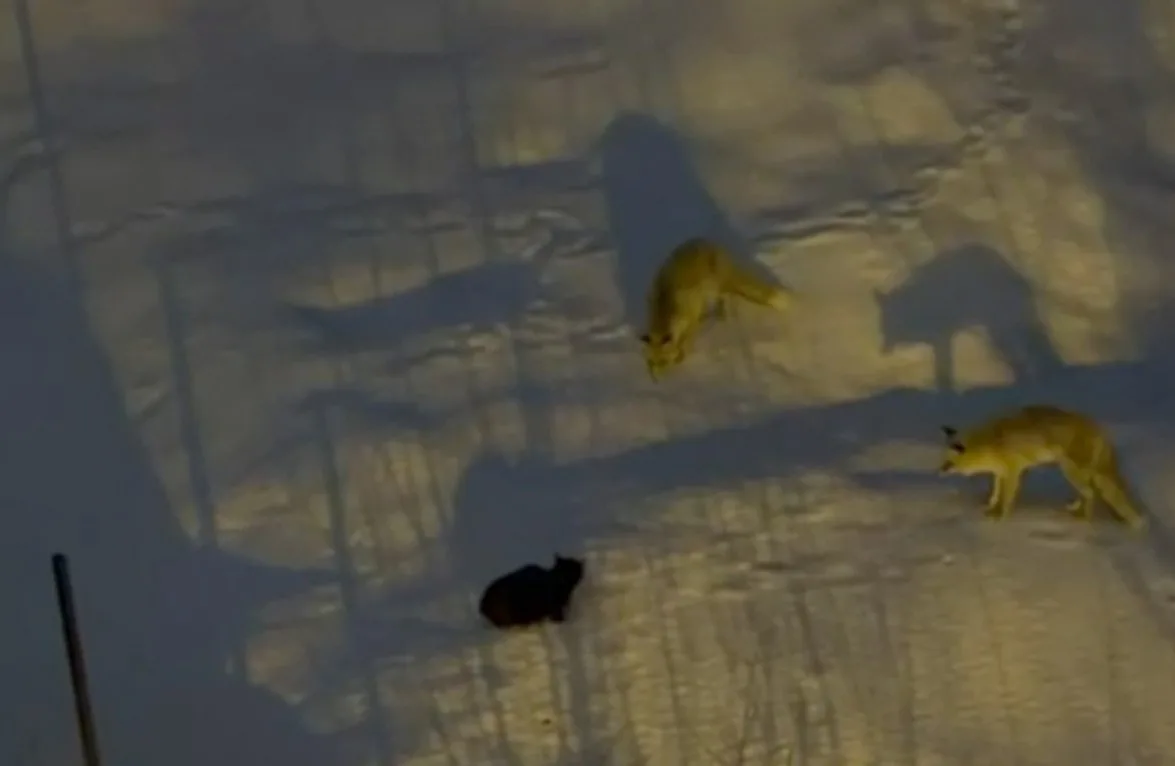 Hakkari’de dondurucu soğuklar nedeniyle şehre inen iki tilkinin yiyecek bulma