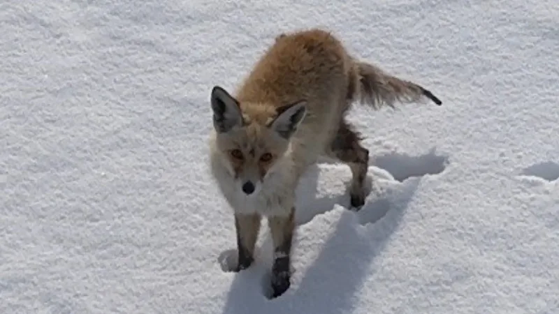 Kars’ta karla kaplı arazide yiyecek ararken kendisini takip eden dronu