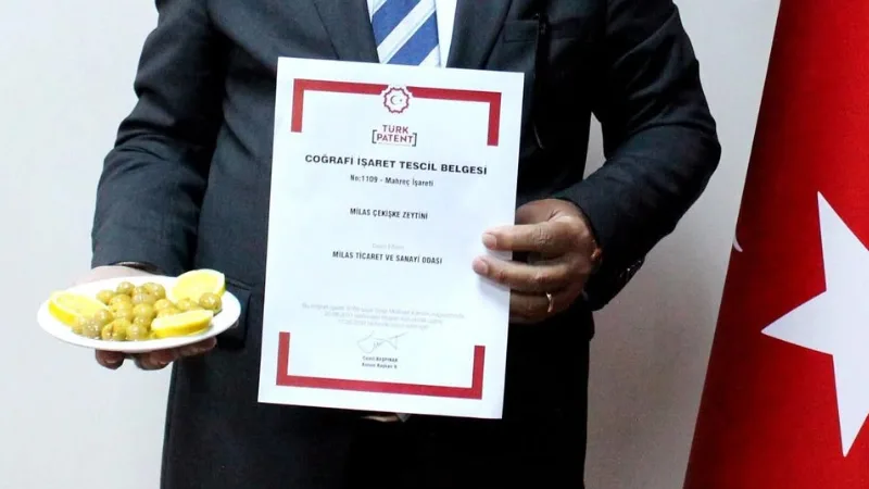 Milas’ın binlerce yıllık zeytin kültürünün simgelerinden Milas Çekişke Zeytini, Avrupa