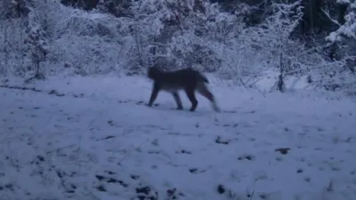Karabük’ün Ovacık ilçesinde doğasever Ramazan Işık tarafından yerleştirilen fotokapan, dondurucu