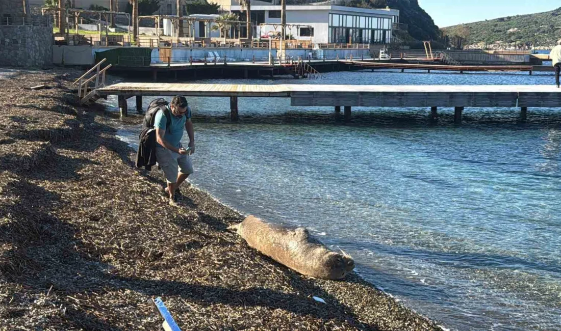 Bodrum Koyunbaba sahilinde görülen ve vatandaşların ilgisiyle karşılaşan yaralı bir