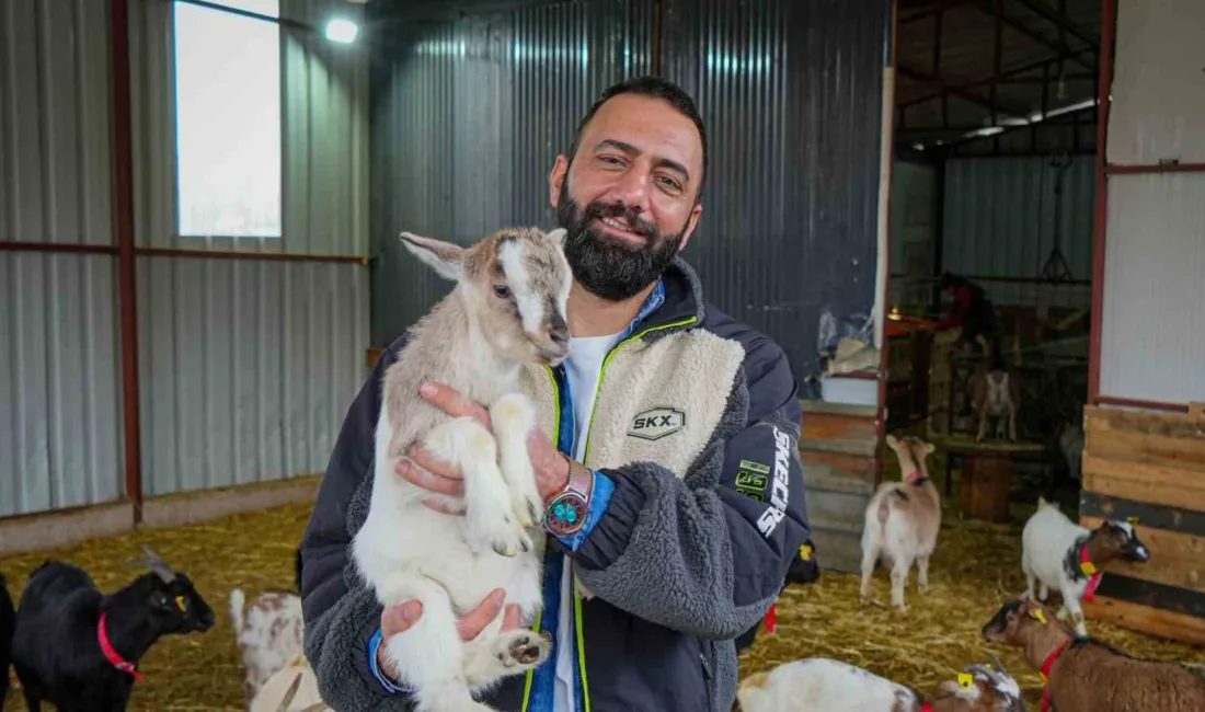 Ankara’da hobi olarak başladığı Nijerya cinsi cüce keçi besiciliğinde 80
