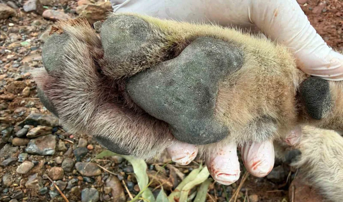 Fethiye-Antalya karayolunda bir aracın çarpması sonucu telef olan genç kurttan