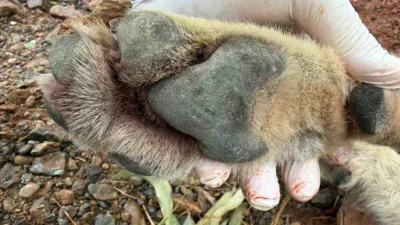 Fethiye-Antalya karayolunda bir aracın çarpması sonucu telef olan genç kurttan