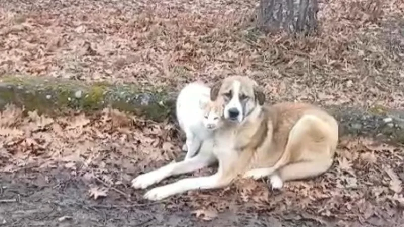 Samsun’un Kavak ilçesindeki Çalbaşı Mezarlığı’nda bir kedi ile köpeğin sergilediği