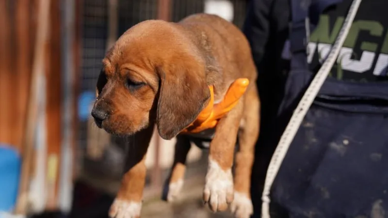 Köyceğiz Belediyesi, “Satın Almayın, Sahiplenin” çağrısıyla koruma altındaki 3 dişi
