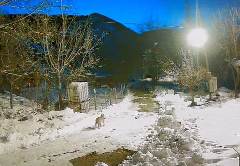 Artvin’in Ardanuç ilçesine bağlı Cevizli köyünde, yoğun kar yağışı nedeniyle