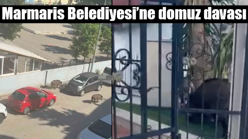 Marmaris'te şehir merkezine inen yaban domuzlarına karşı alınan önlemlerle ilgili