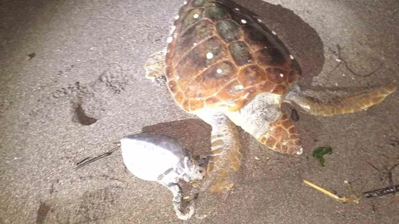 Marmaris’in Çiftlik Koyu’nda biri yetişkin diğeri yavru iki caretta caretta