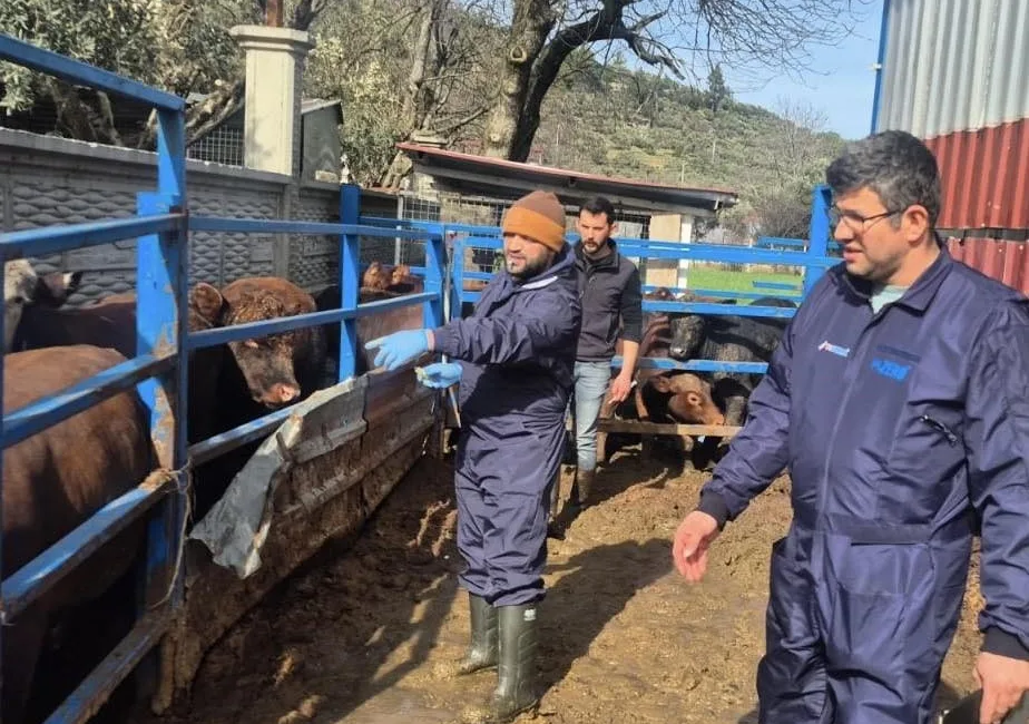 Menteşe İlçe Tarım ve Orman Müdürlüğü, ilçeye getirilen ithal besilik