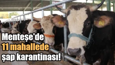 Muğla'nın Menteşe ilçesindeki Taşlı Mahallesi'nde şap hastalığı tespit edilmesi üzerine,