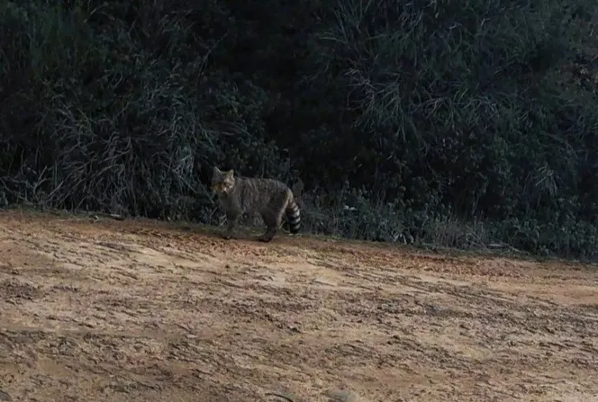 Tekirdağ’ın Ganos Dağları’nda fotokapana yansıyarak heyecan yaratan yaban kedisi, bölgenin
