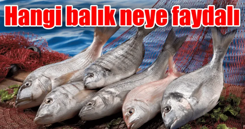 Eylül ayı, Türkiye’de balık sezonunun başladığı bir dönem olarak kabul