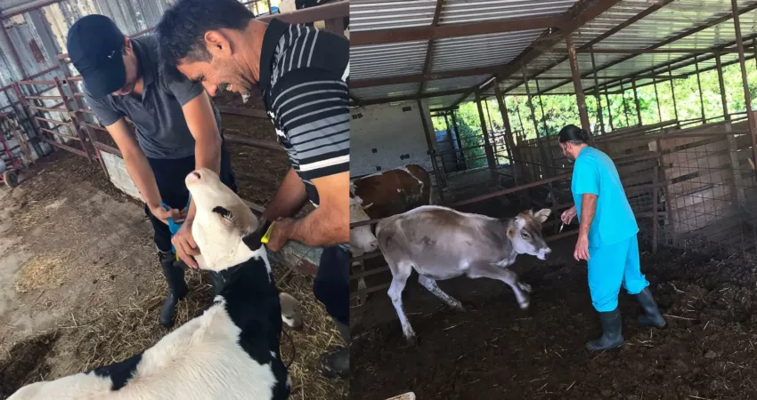 Ortaca İlçe Tarım ve Orman Müdürlüğü Hayvan Sağlığı Birimi Köyceğiz’de