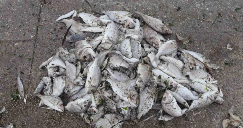 İzmir Körfezi’nde kirlilik sebebiyle binlerce ölü balık kıyıya vurmaya devam