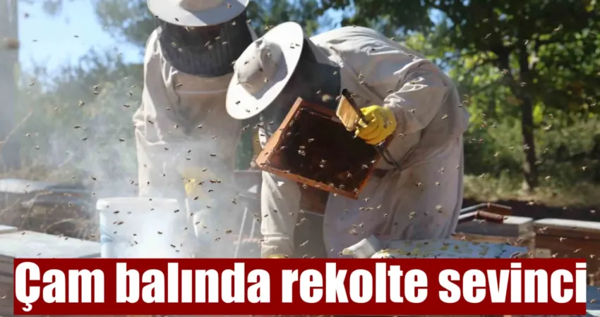 Dünya çam balı üretiminin yüzde 90’nı, Türkiye çam balı üretiminin