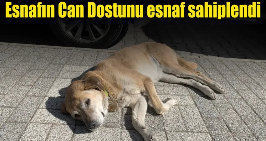 Dün, Menteşe ilçesi Eren Sitesinde şikayet üzerine Menteşe Belediyesi’nin barınağa