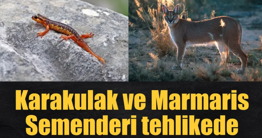 WWF’in (Dünya Doğayı Koruma Vakfı) 2024 Yaşayan Gezegen Raporu’na göre,