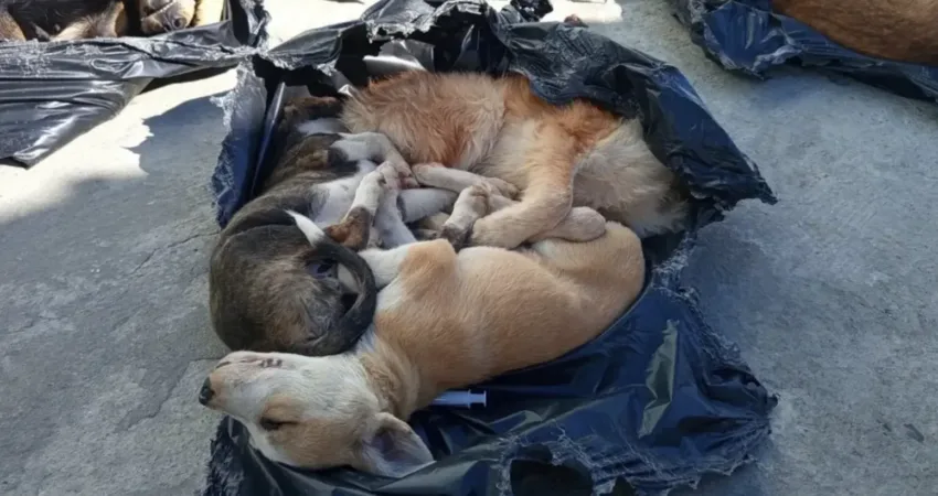 Sokakta yaşayan hayvanların katledilmesinin önünü açan yasanın Meclis’ten geçmesinin ardından
