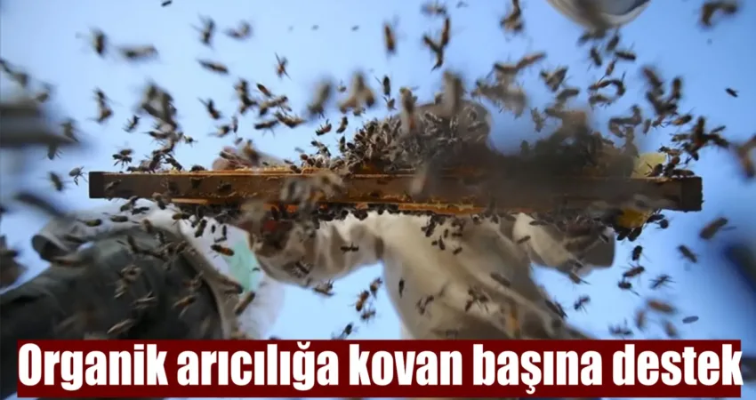 Organik arı yetiştiricilerine kovan başına 50 lira destek ödemesi yapılacak.