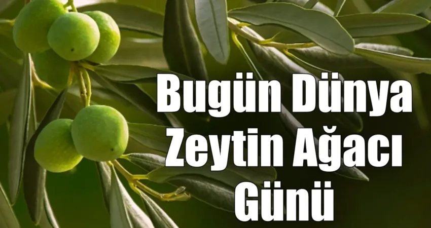 26 Kasım, antik çağlardan bu yana barışın ve bereketin simgesi