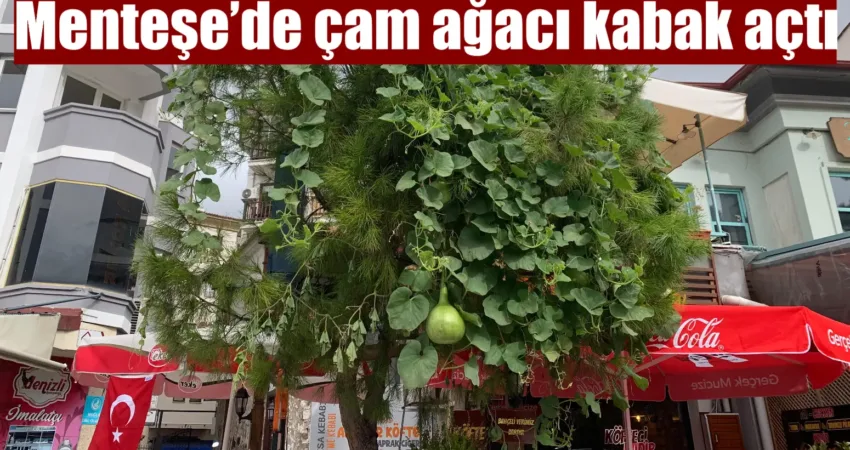 Muğla’nın Menteşe ilçesi Recai Güreli Caddesi’nde bir dükkanın önünde bulunan