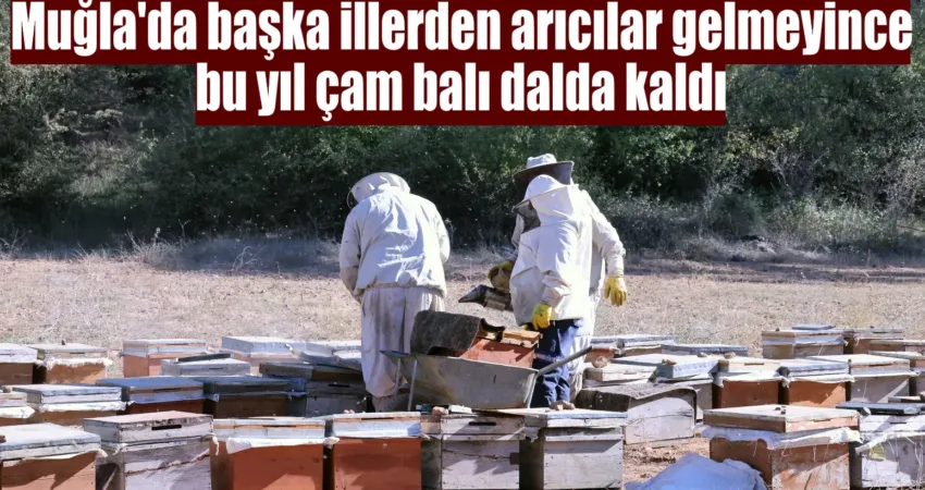 Türkiye’nin en önemli çam balı üretim merkezi olan Muğla’da bu