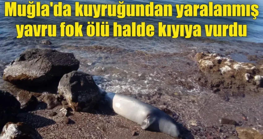 Muğla’nın Bodrum ilçesinde kuyruğunda yarası olan yavru Akdeniz foku, ölü