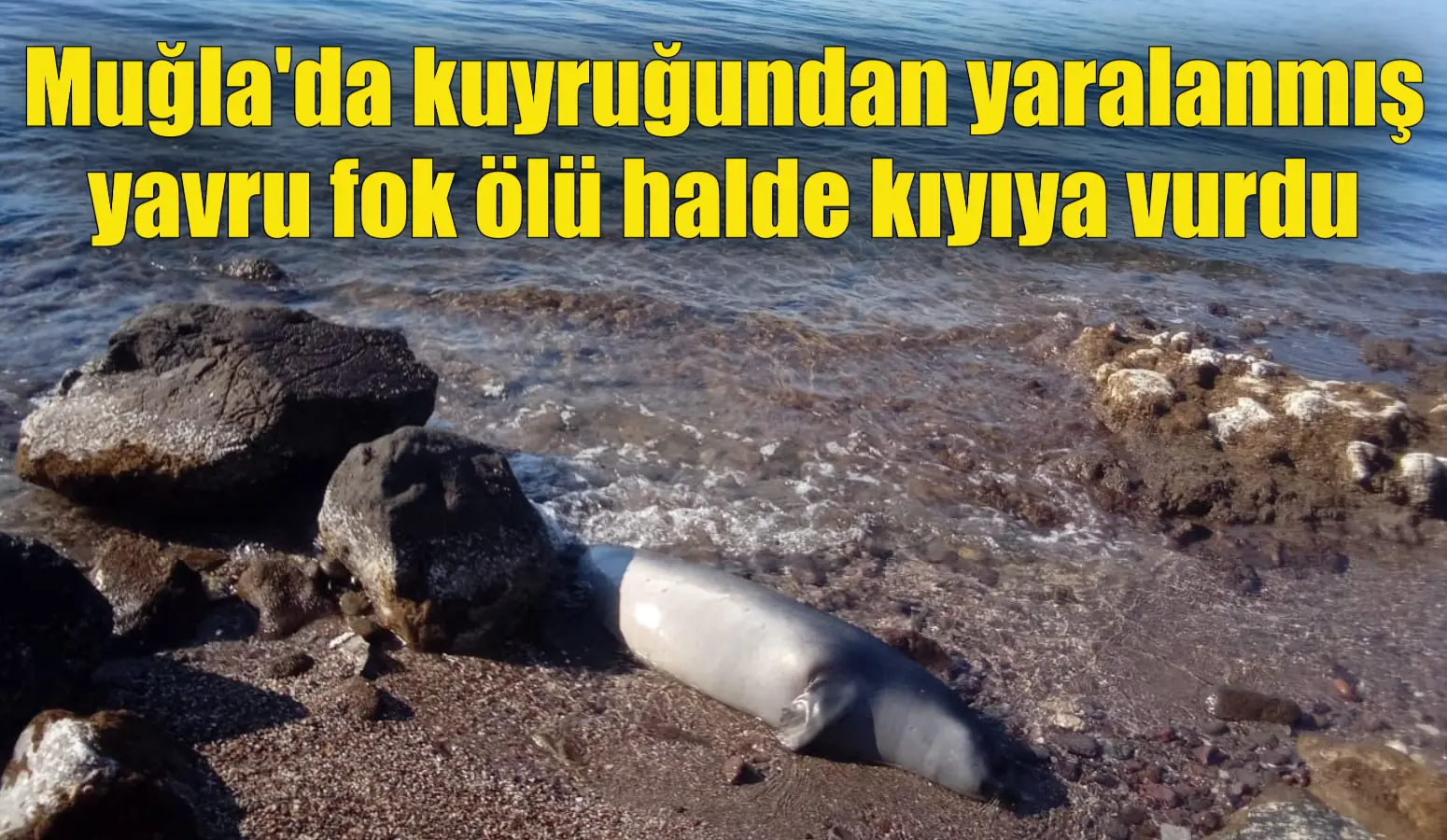 Muğla’nın Bodrum ilçesinde kuyruğunda yarası olan yavru Akdeniz foku, ölü
