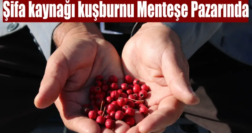 Kuşburnu, doğanın sunduğu şifalı bitkilerden biri olarak, kışın vücut direncini