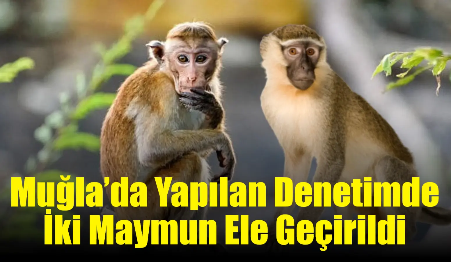 Muğla’nın Ula ilçesi Karabörtlen Mahallesi’nde yapılan denetimlerde, yabancı uyruklu kişilere