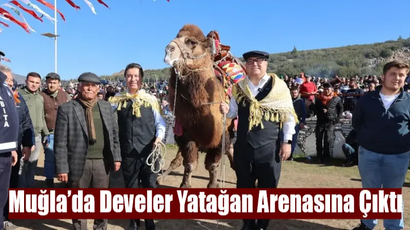 Muğla Yatağan’da düzenlenen 24. Geleneksel Deve Güreşi Festivali, 6 ilden