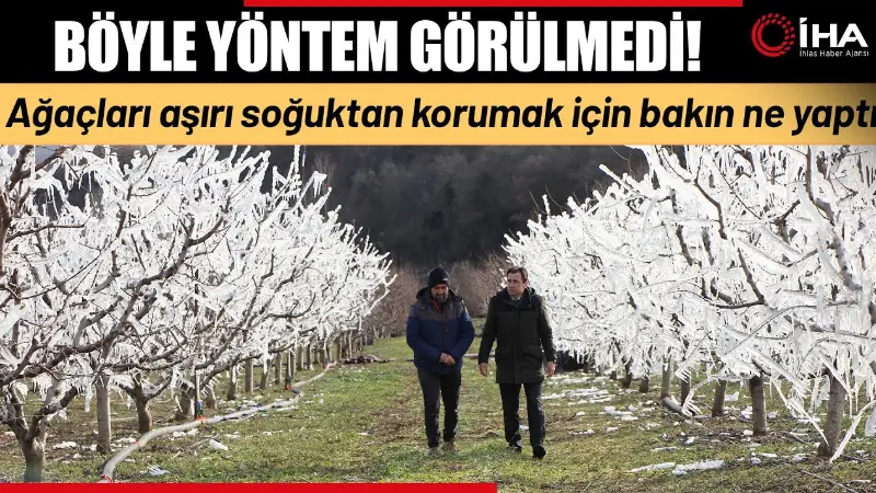 Amasya'da bir çiftçi, Şubat ayında tomurcuk açmaya başlayan 400 meyve