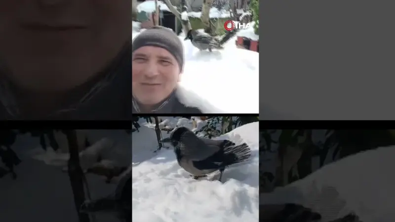 Kocaeli'de soğuk havaya aldırış etmeyen bir karga, karın üzerinde adeta