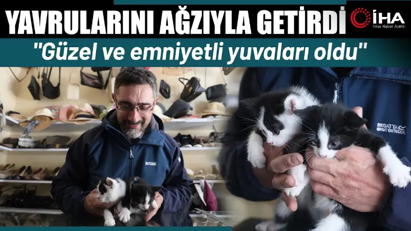 Konya'da yavruları için güvenli yer arayan anne kedi, süt içtiği
