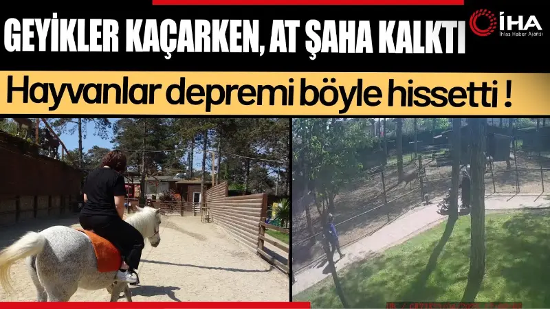 İstanbul'da meydana gelen 6,2 büyüklüğündeki deprem, hayvanat bahçesindeki hayvanları da