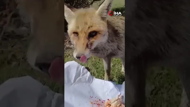 Kastamonu'da piknikçiler, ormanda yanlarına gelen bir tilkiyi tavuk etiyle besleyerek